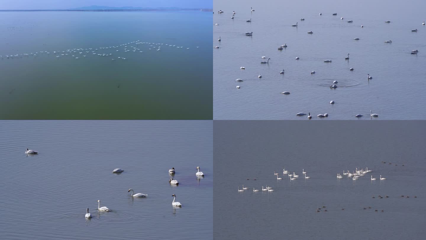 南京溧水石臼湖的天鹅群