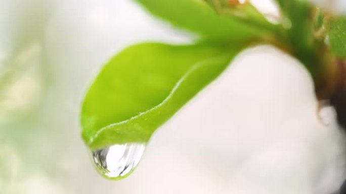 水滴在大自然的梨花上雨后雨滴