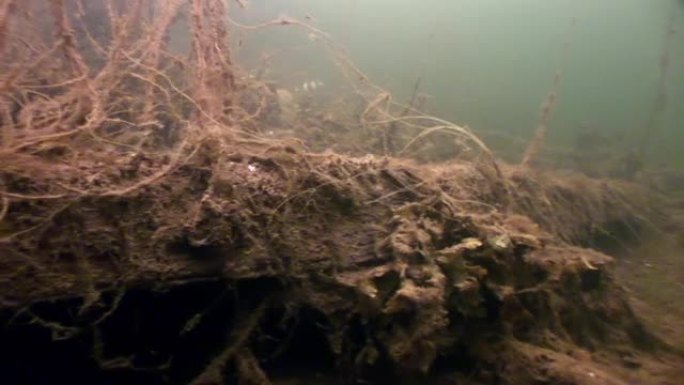 俄罗斯白海海藻海带食物水下海底。
