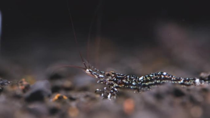 白色兰花的特写苏拉威西矮虾在淡水水族馆水箱中寻找深色和棕色背景的水生土壤中的食物时上下移动