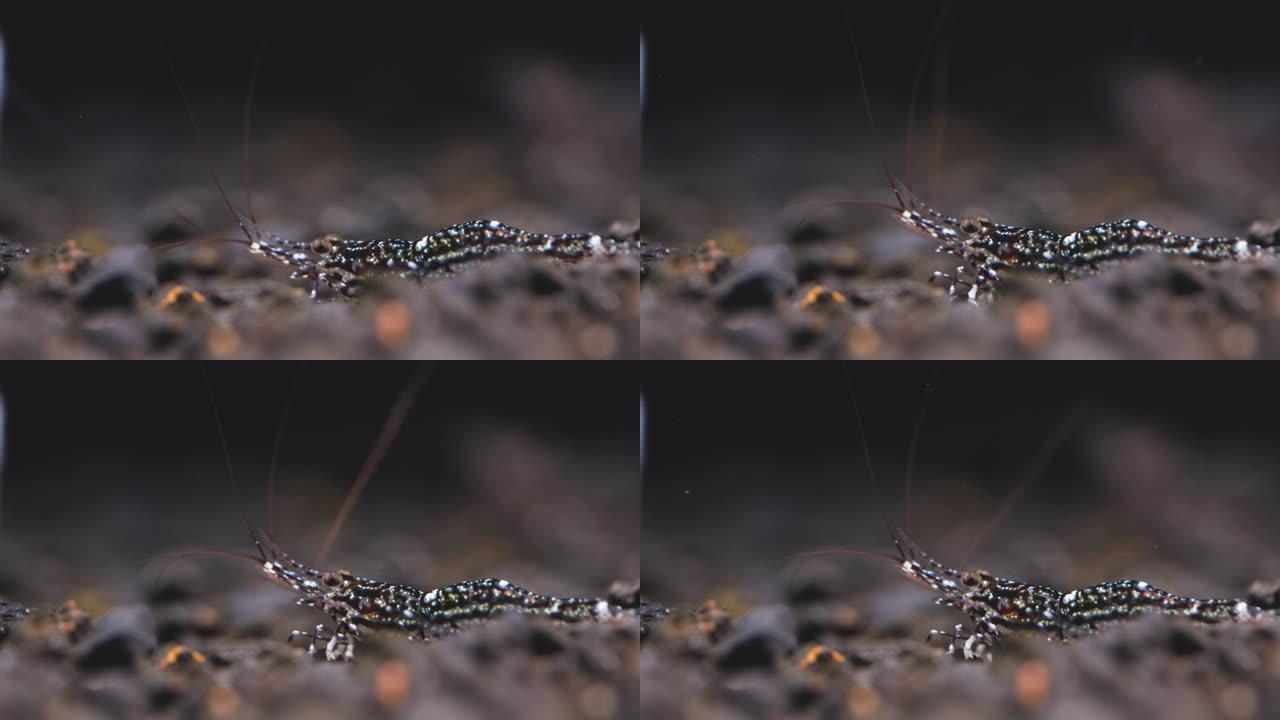 白色兰花的特写苏拉威西矮虾在淡水水族馆水箱中寻找深色和棕色背景的水生土壤中的食物时上下移动