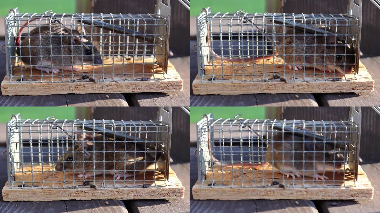 老鼠在捕鼠器中，鼠笼在自然背景下。啮齿动物和害虫控制概念。