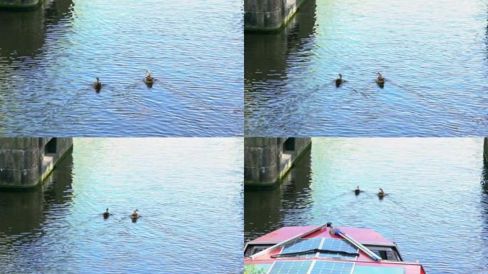 在阿姆斯特丹的一条城市河上游泳的野鸭。水鸟在运河中鸭子