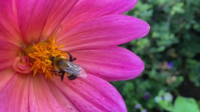 粉红黄花上的泡泡蜂以花粉为食