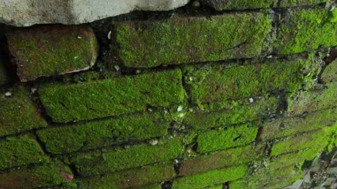 砖墙上的新鲜绿色苔藓