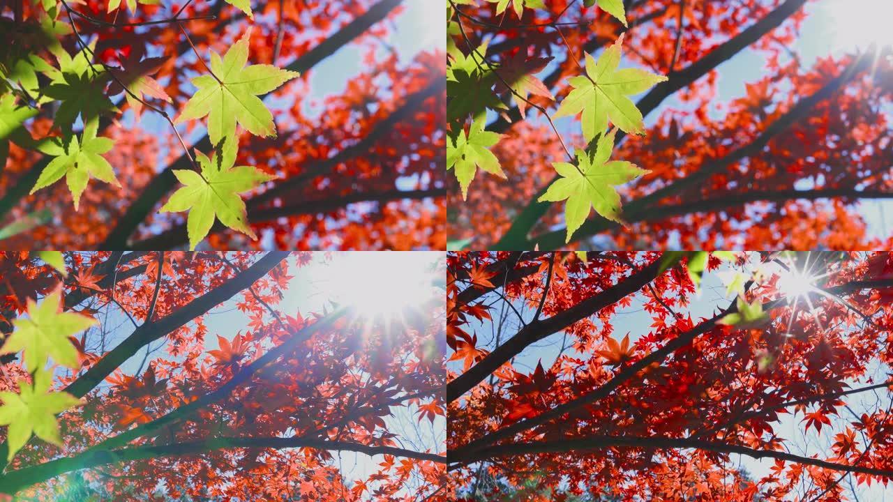 美丽的红绿秋叶，阳光普照