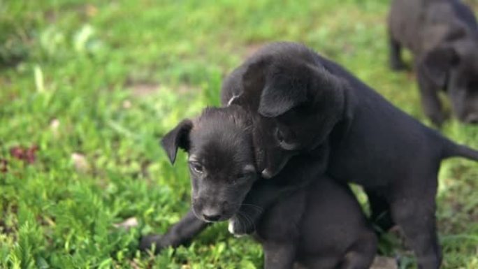 杂种小狗，黑色的颜色在草地上互相咬伤