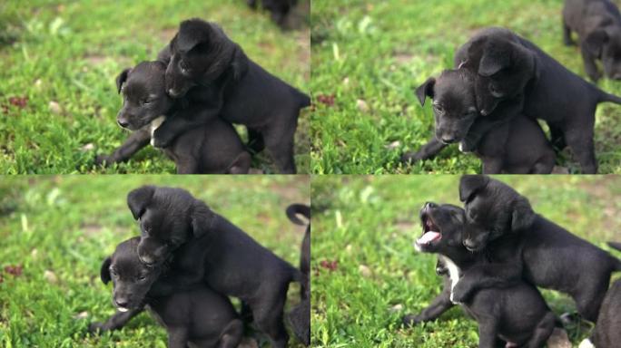 杂种小狗，黑色的颜色在草地上互相咬伤