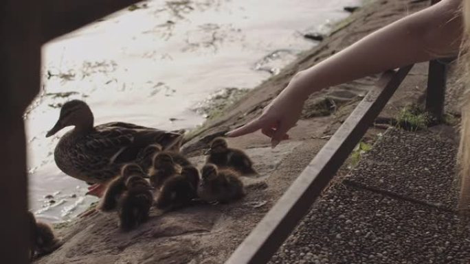 大城市池塘附近的鸭子和小鸭子。日落时，一个年轻女孩用手触摸小鸭子。现代地方的自然。动物和人在一起