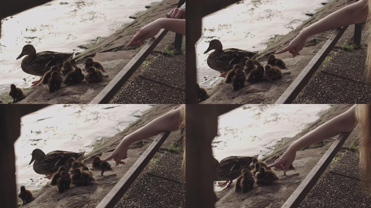 大城市池塘附近的鸭子和小鸭子。日落时，一个年轻女孩用手触摸小鸭子。现代地方的自然。动物和人在一起