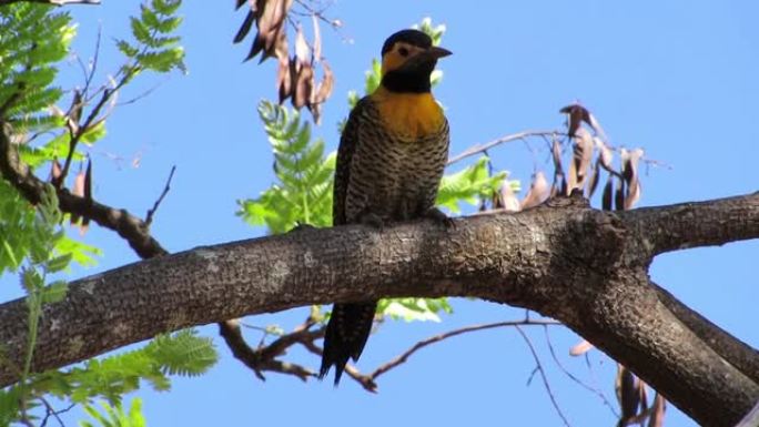 Campo flicker (Colaptes campestris) 黄色啄木鸟对抗蓝天。