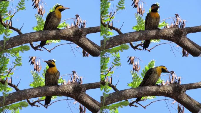 Campo flicker (Colaptes campestris) 黄色啄木鸟对抗蓝天。