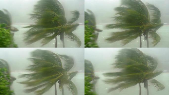 大雨和强风下的棕榈树。穿过雨水淋湿的窗户。热带风暴概念