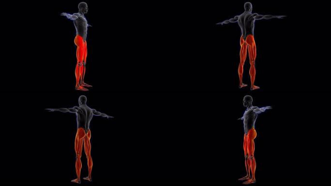 腿部肌肉解剖医学概念环可3D插图