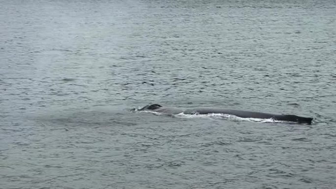 座头鲸，浮出水面呼吸，并从气孔中吐出水。