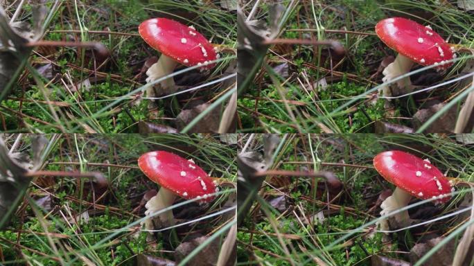 美丽多彩的木耳蘑菇细节