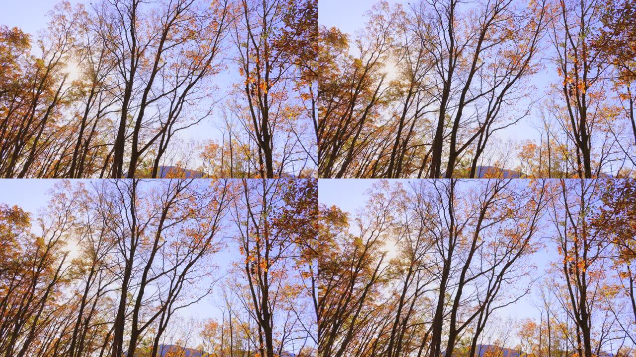 蓝天和秋树秋韵秋景红叶