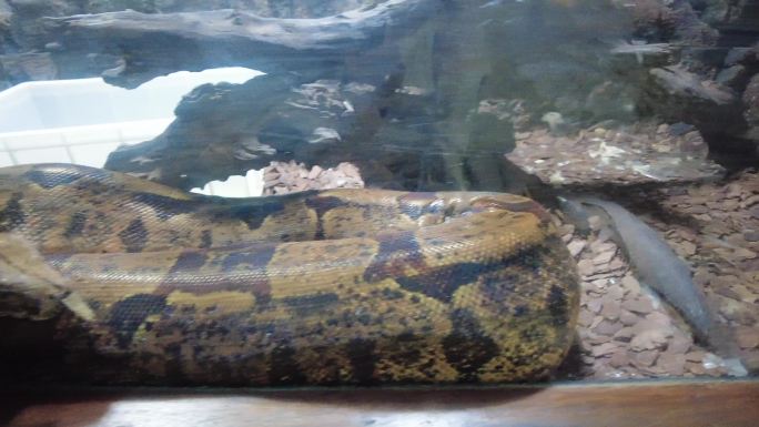动物园的大蟒蛇