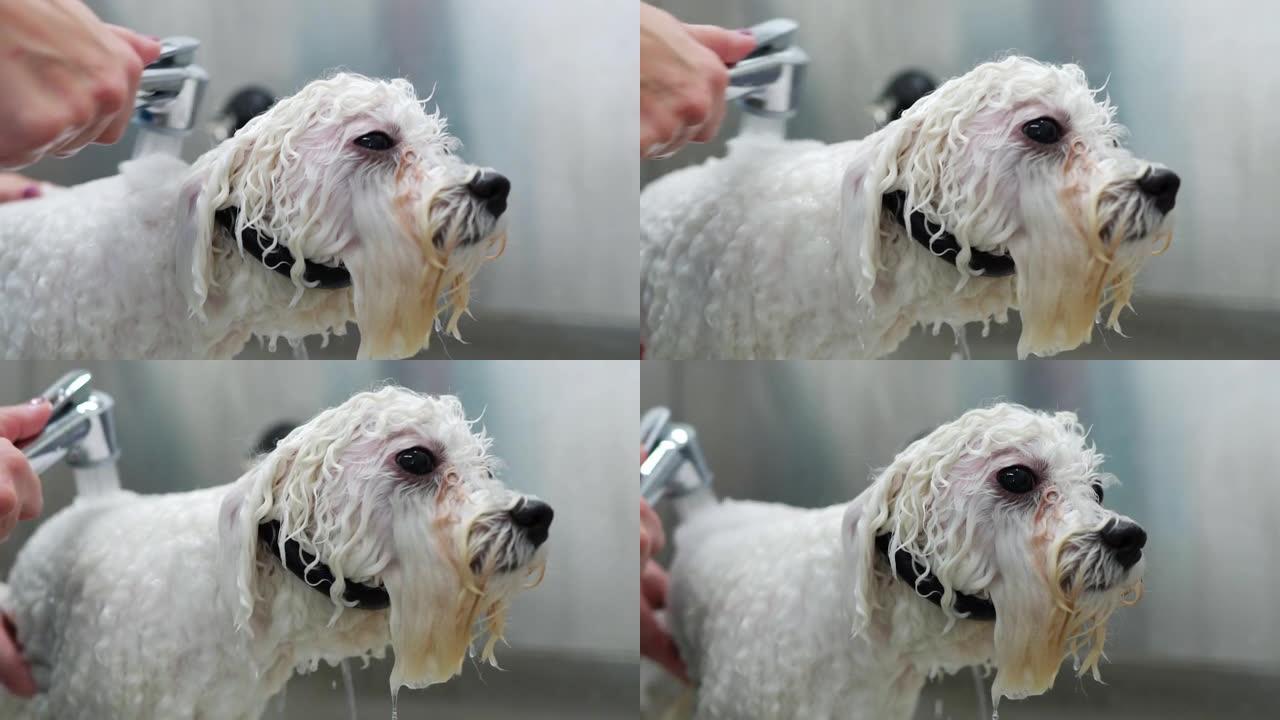 美容沙龙里洗狗的女人。狗洗澡。