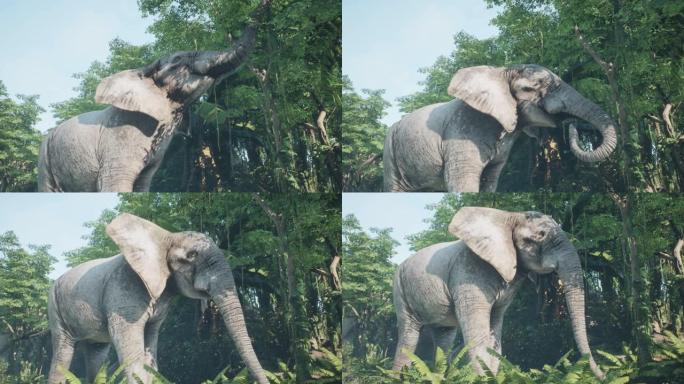 丛林中的大型灰色非洲象从树上吃树叶。动物动画，自然和教育背景。看看非洲丛林。