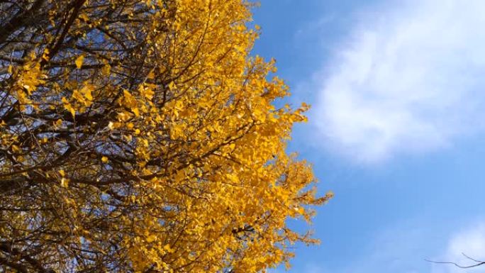 低角度视角的飞行金色银杏叶与蓝色的天空和银杏林背景，4k慢动作b滚动镜头。