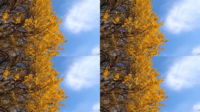 低角度视角的飞行金色银杏叶与蓝色的天空和银杏林背景，4k慢动作b滚动镜头。