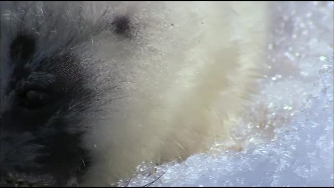 Belek是一个刚出生的海豹婴儿，上面覆盖着雪白的皮毛。3月15日，世界许多国家都在庆祝 “国际保护