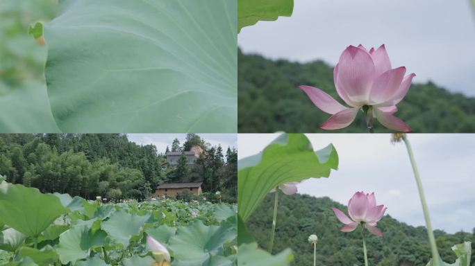 夏日荷花特写