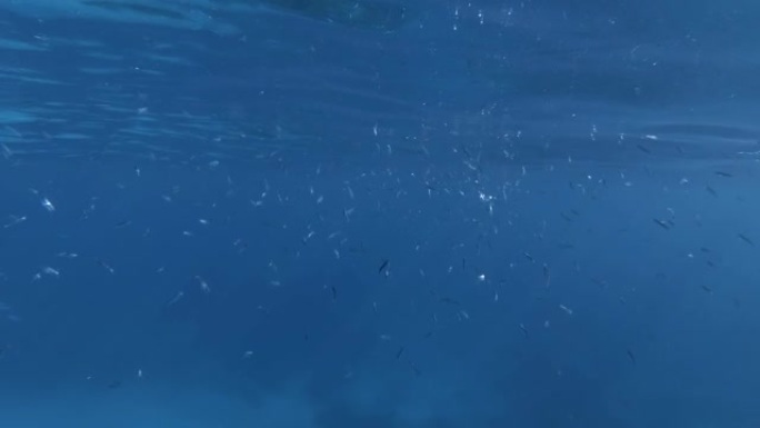 大量的小鱼在蓝色水面下游泳。海洋中的水下生物。