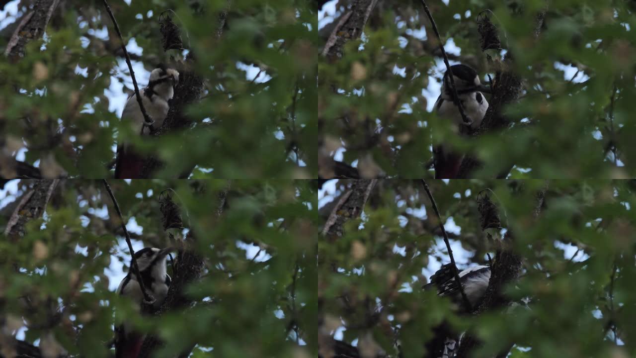 大斑啄木鸟 (Dendrocopos major)，俄罗斯