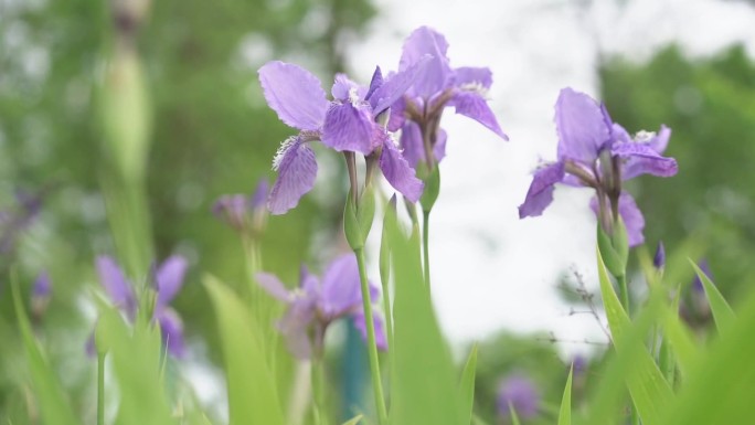 紫色花 叶子 植物 花 鸢尾花 紫色