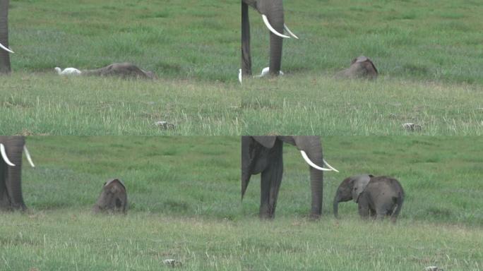 小象从睡梦中醒来加入母亲