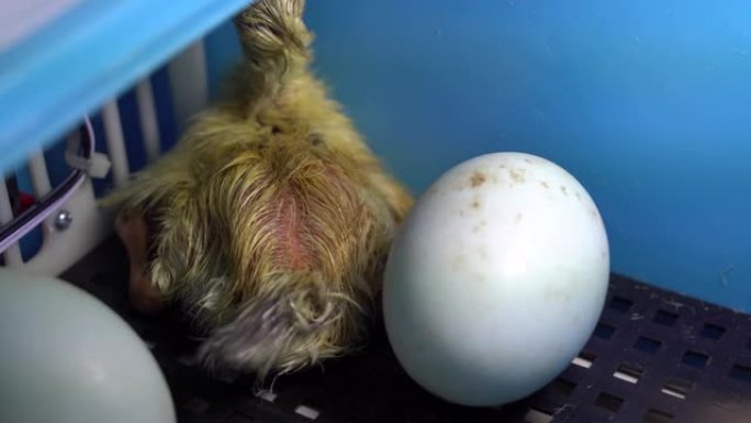 新生小鸭与鸡蛋孵育器