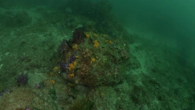 在深海珊瑚礁潜水