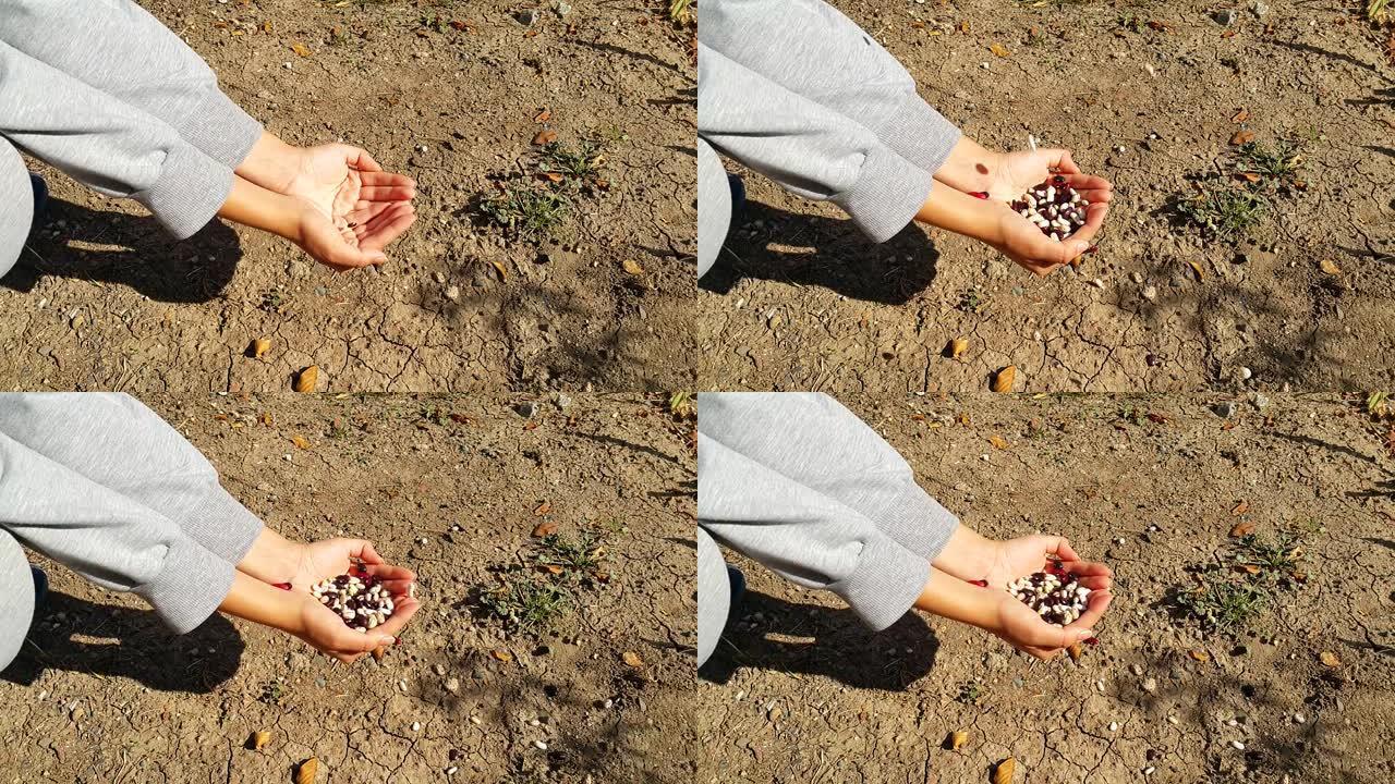 红豆和白豆种子在花园的背景下由一个农夫女孩手中供应。秋播。复制空间。