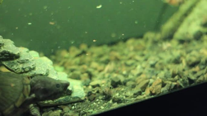 鱼缸水下剃刀背麝香龟