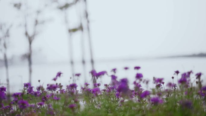 河边 小紫花