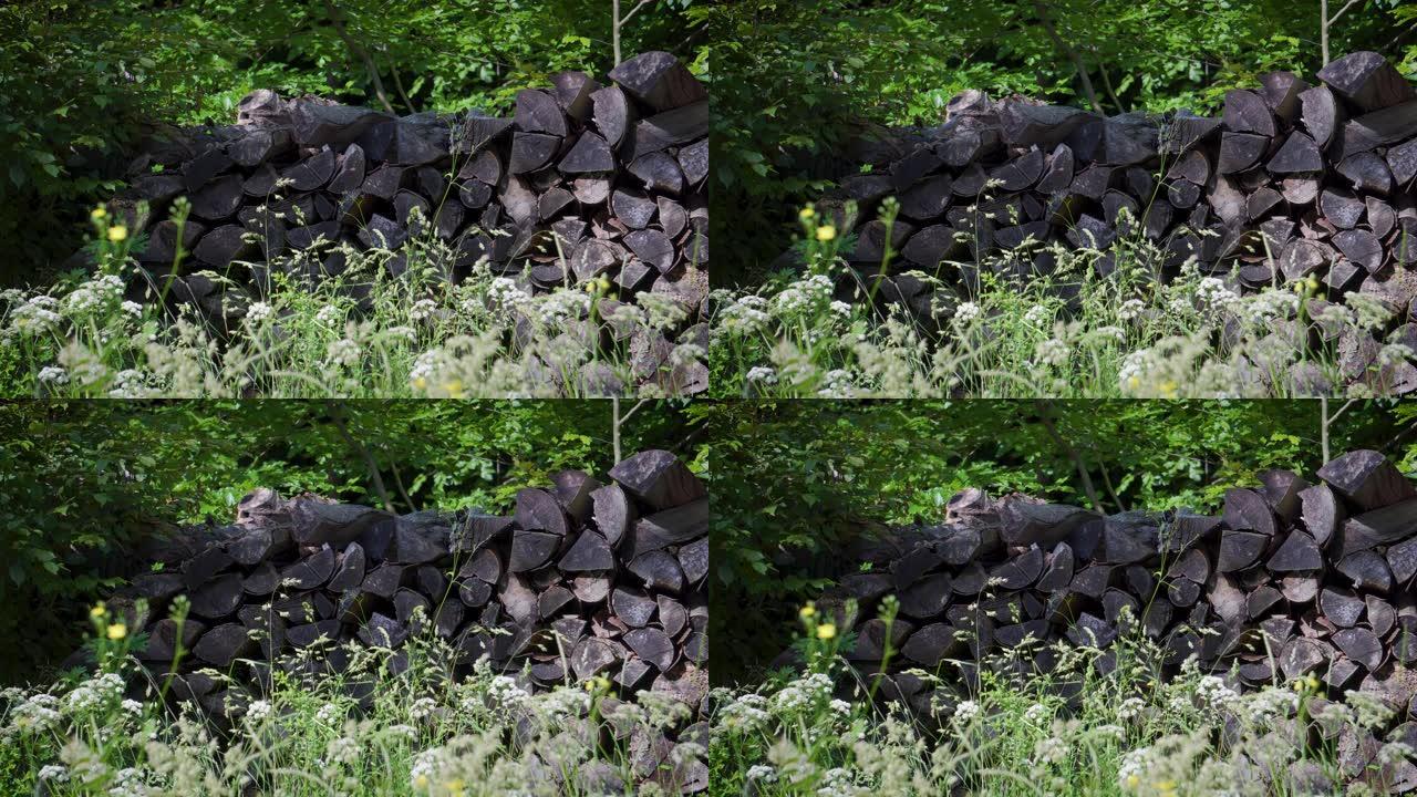 森林中的木桩柴火堆素材乡村素材田园风光