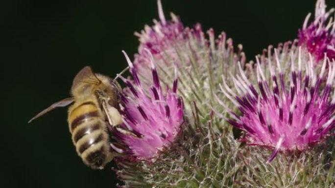 英国多塞特郡牛蒡上的蜜蜂