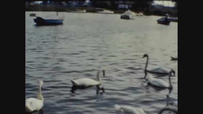 英国1965，池塘与天鹅