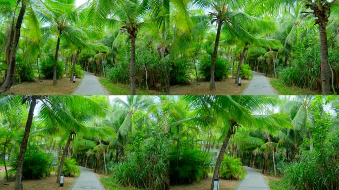 海南三亚椰梦长廊 椰树 椰子树 椰林