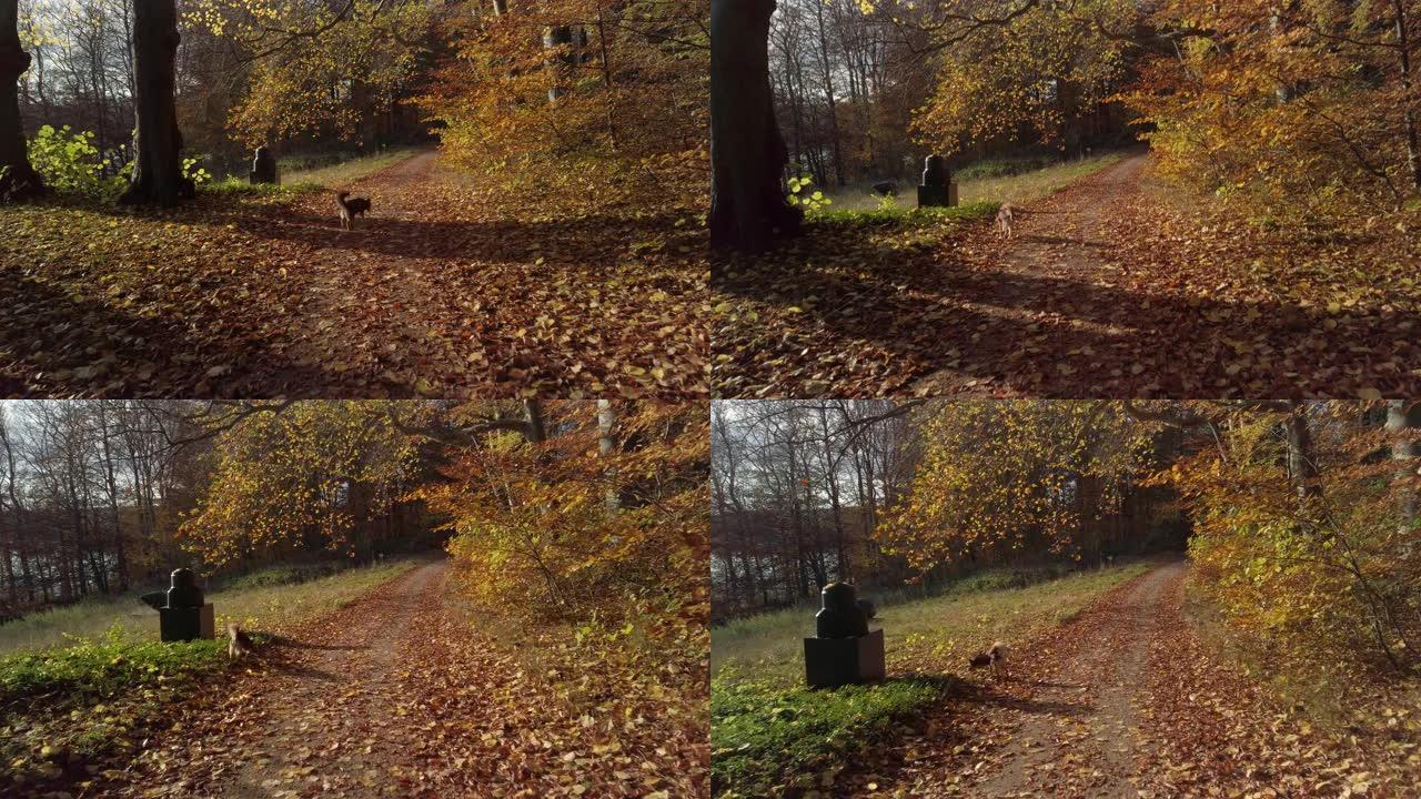 丹麦哥本哈根巴格斯瓦尔德索普希恩霍尔姆的可爱、小、棕色狗在森林里跑来跑去4k慢动作