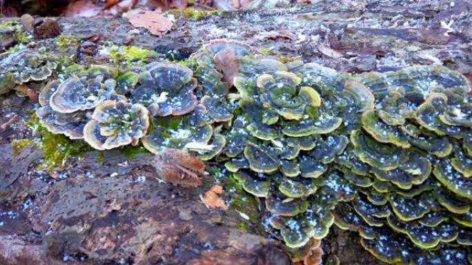 蘑菇trametes versicolor生长在倒下的树上。树上的霜冻和蘑菇，在冬季森林中拍摄。