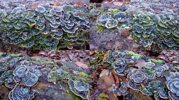 蘑菇trametes versicolor生长在倒下的树上。树上的霜冻和蘑菇，在冬季森林中拍摄。