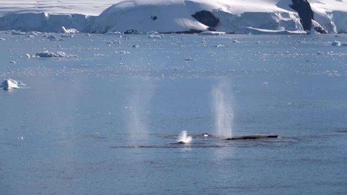 几头鲸鱼喷出水后潜入海洋。它们的尾巴被抬高到水面，然后拍打水。
