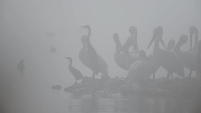 雾中几只鸟的轮廓