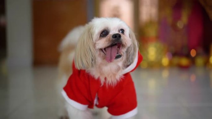在家穿着圣诞老人服装的快乐狗