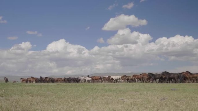 野生蒙古草原上的马群固定角度阳光明媚的下午