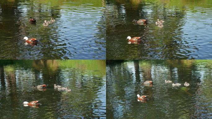 绿头鸭家族在基督城植物园的河里游泳