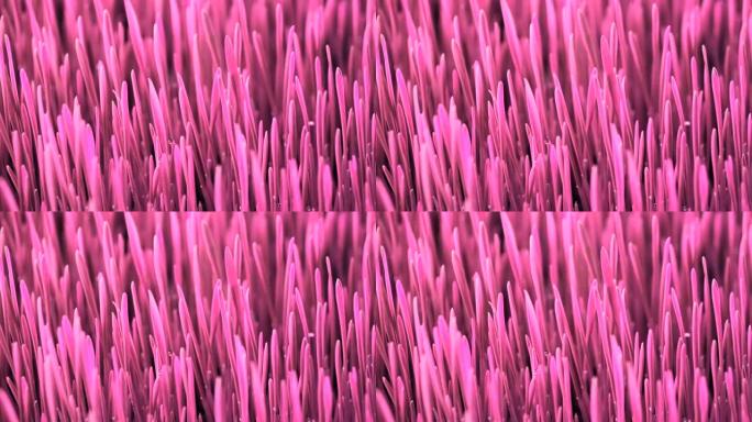 彩色循环艺术概念，粉红色植物生长，最小停止运动设计，超现实趋势，洋红色